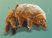 Tardigrad