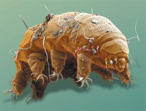 Tardigrad
