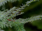 Taxus contorta