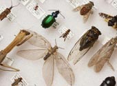 Colectie de insecte