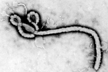 Virusul Ebola