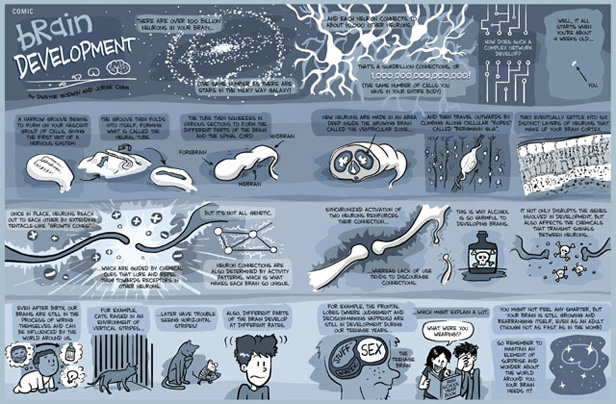 Dezvoltarea creierului