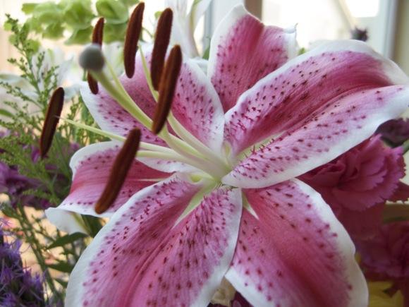 Foto prim-plan Foto prim-plan