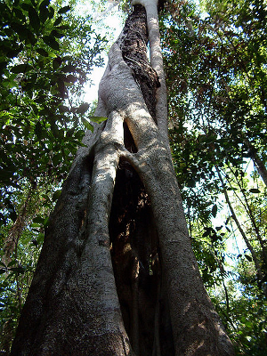 Ficus din padurea ecuatoriala