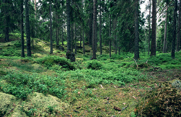 Padure de pini in Suedia