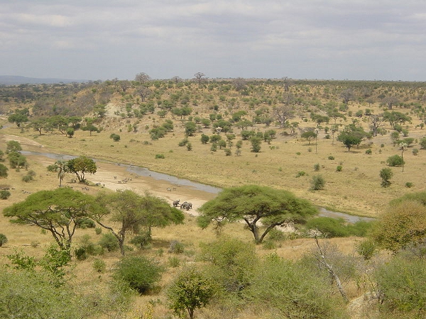 Parcul national Tarangire din Tanzania