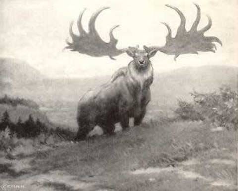 Cerbul gigant Cerbul gigant