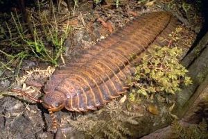 Miriapod gigantic Miriapod gigantic